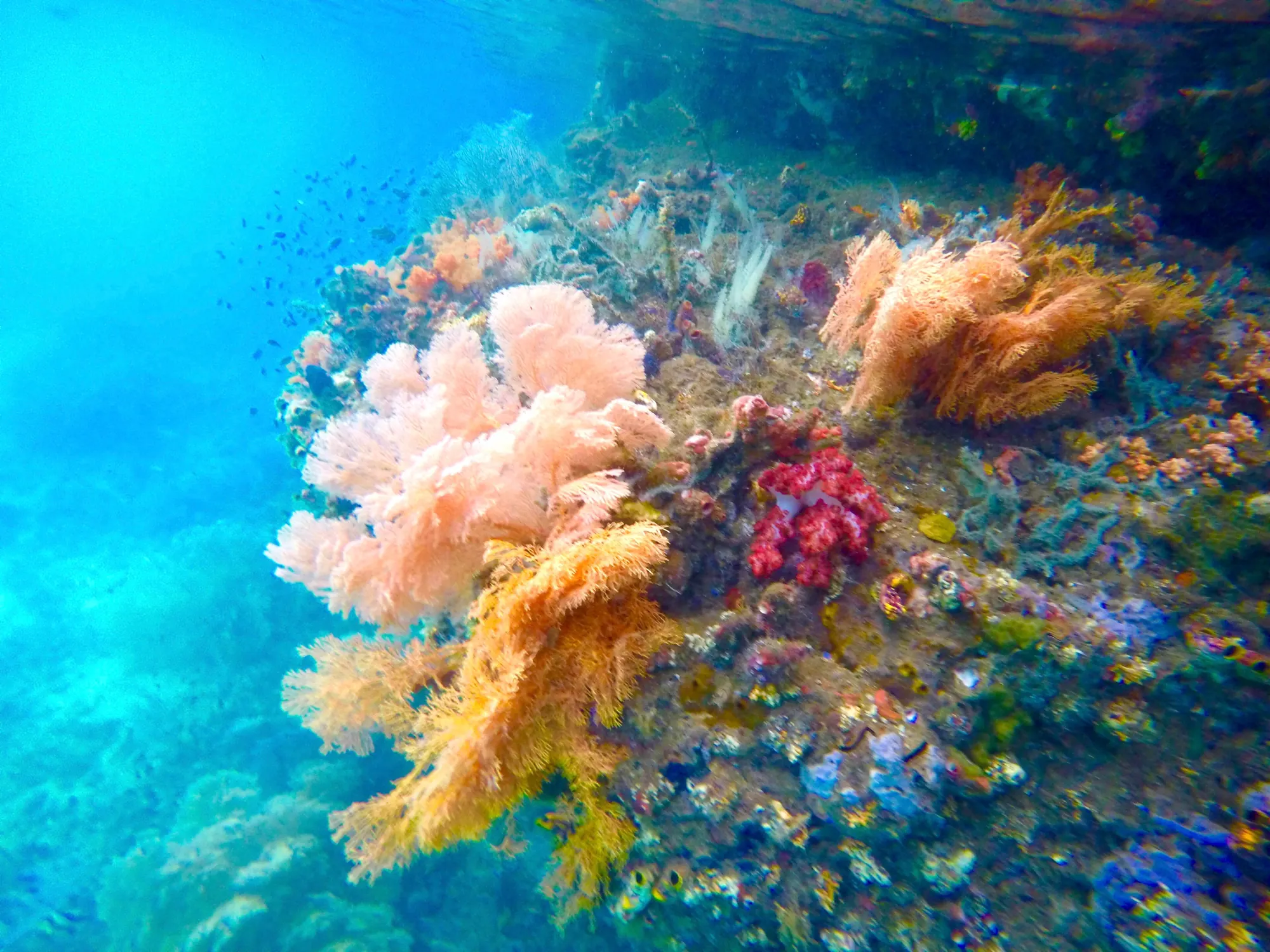Soft corals in Raja Ampat
