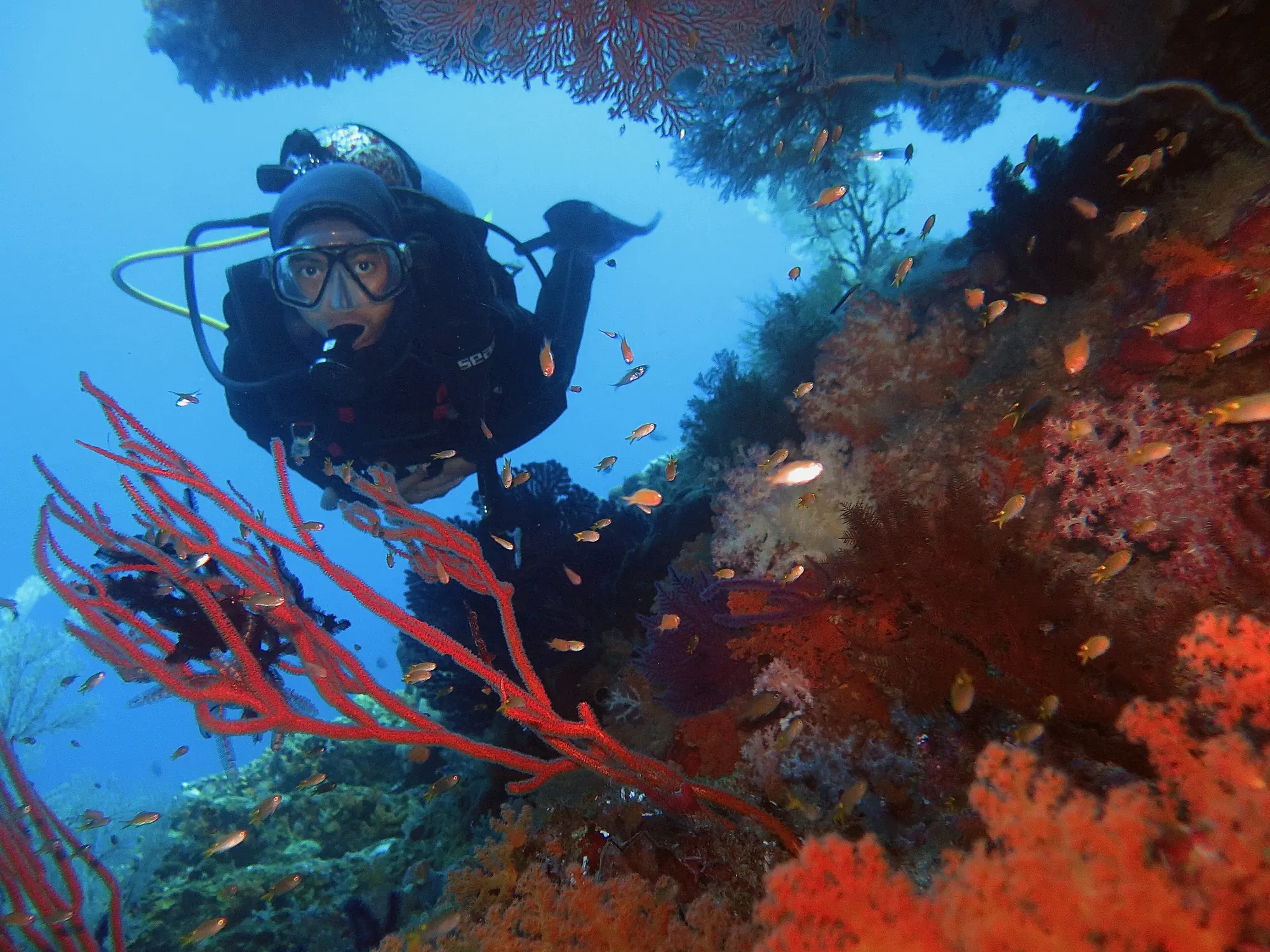 Diver over a reef in Raja Ampat