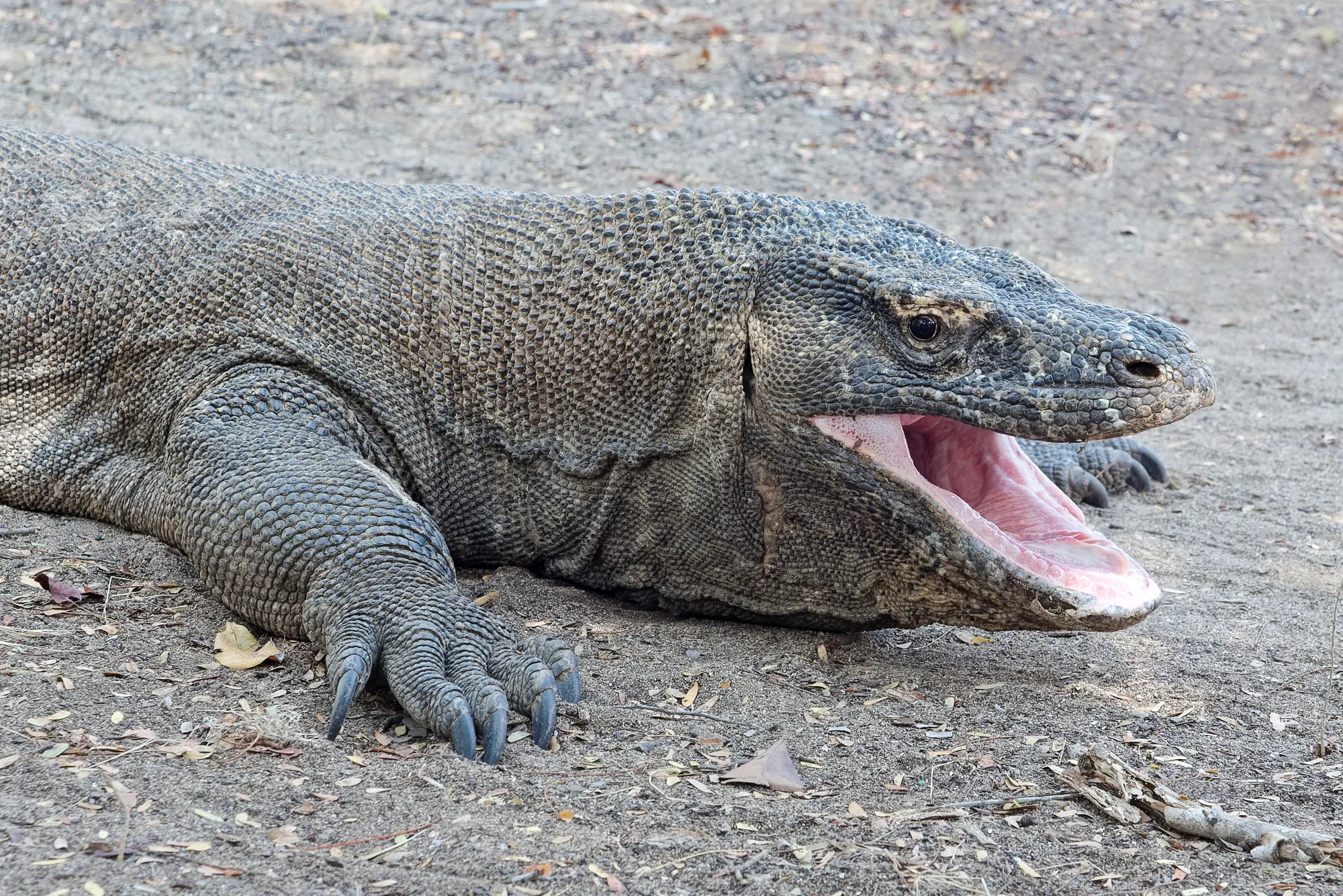 Komodo dragon on the beach
